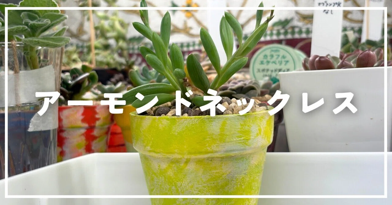 多肉植物】ダイソーで買ったアーモンドネックレスを植え替えた