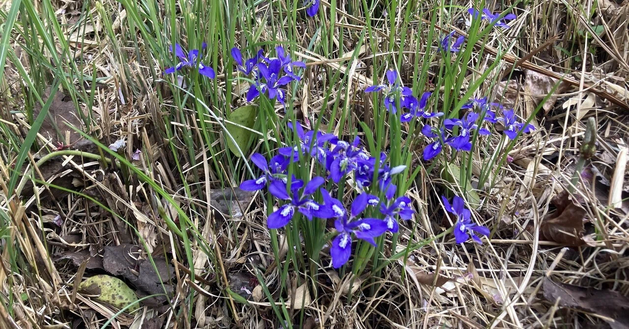 Yamaguchi] Iris rossii: The story of how I went to visit a flower