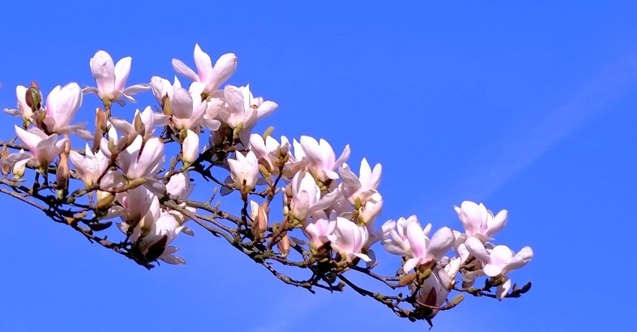 5 10分で読める青空文庫 宮沢 賢治著 マグノリアの木 神崎翼 Note