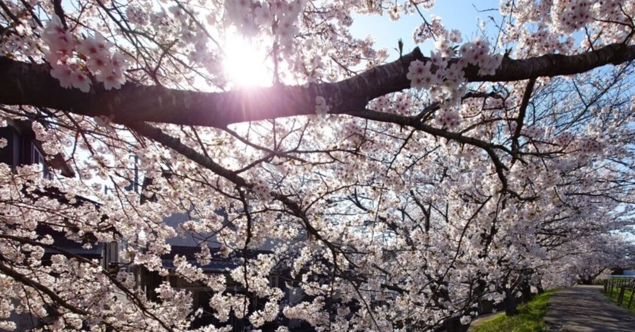 桜花爛漫｜蒼藤