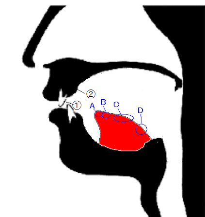 発音のはなし そり舌音zh Ch Sh R しあんつ Note 発音のはなし そり舌音zh Ch Sh R しあんつ Note