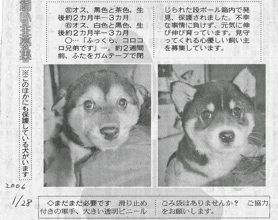 コヨミ舎の看板犬ジョン君はヒジョーキン その1 倉貫眞一郎 Note