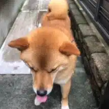 たろさん