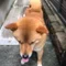 たろさん
