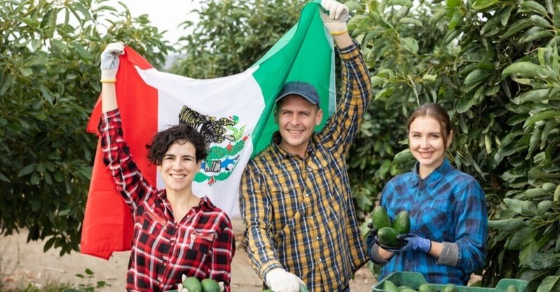 火山帯が生んだ「緑の黄金」 巨大ワカモレが映すメキシコ・アボカド産業の光と影