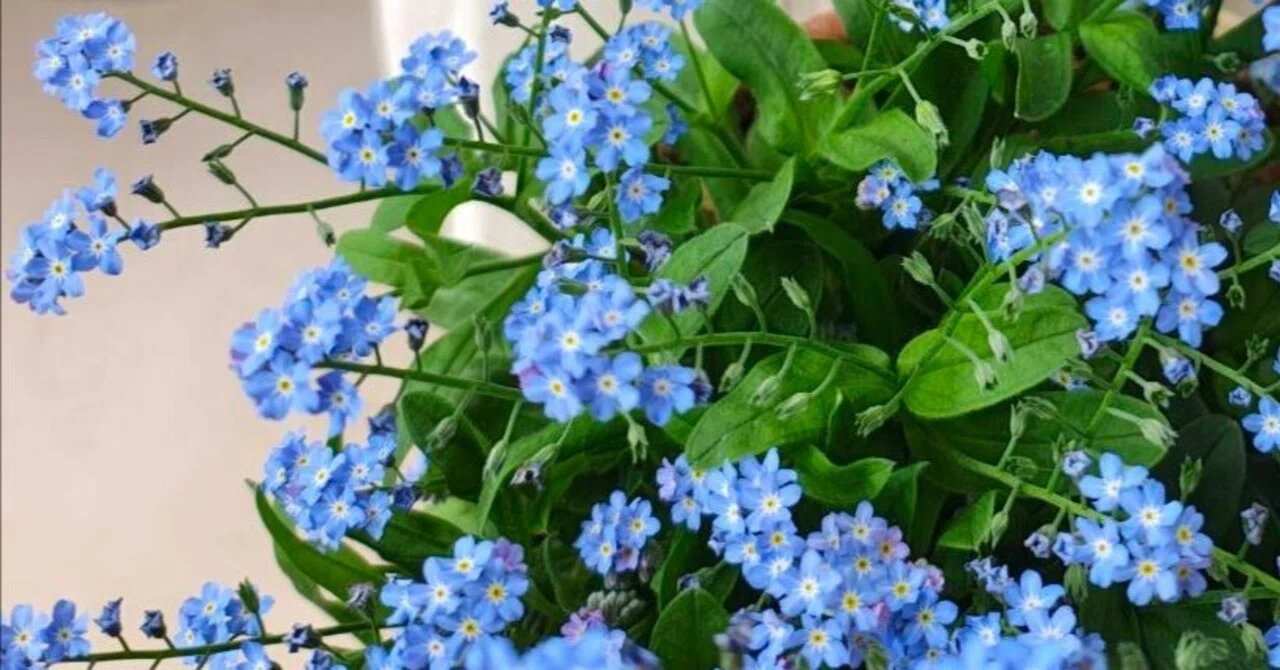 Forget me not - わすれな草 -｜RiekoCoaches