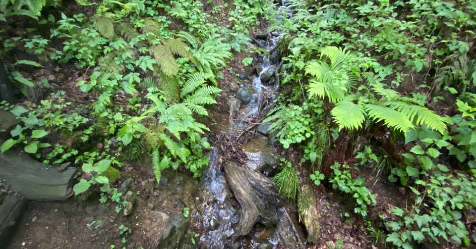 映画 フラワーショウ と自然 Mizuho Note