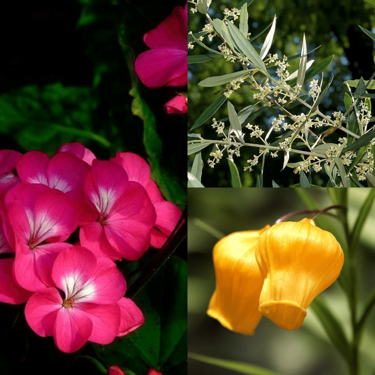 5月26日お誕生日の方おめでとうございます 今日の誕生花の花言葉は ゼラニウム 尊敬 信頼 真の友情 オリーブ 平和 知恵 サンダーソニア 望郷 祈り 愛嬌 今日も素敵な1日になりますよう Monstera18 Note