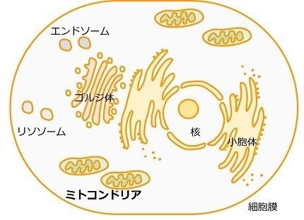 ミトコンドリアdnaを知って 私の中の人類愛が爆発した話 まあこ Note