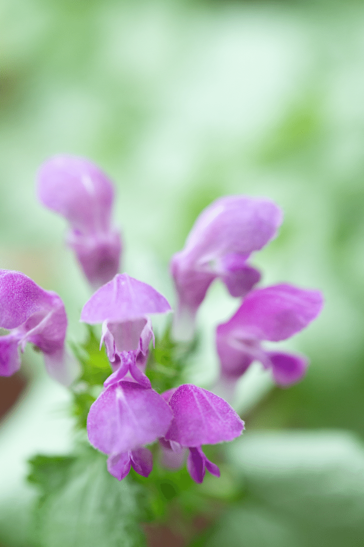 まずは

わたしが

笑っていよう

#花　#幸せ　#こころ　#ポエム　#写真　#フォトポエム　#フォトボエムカウンセラー