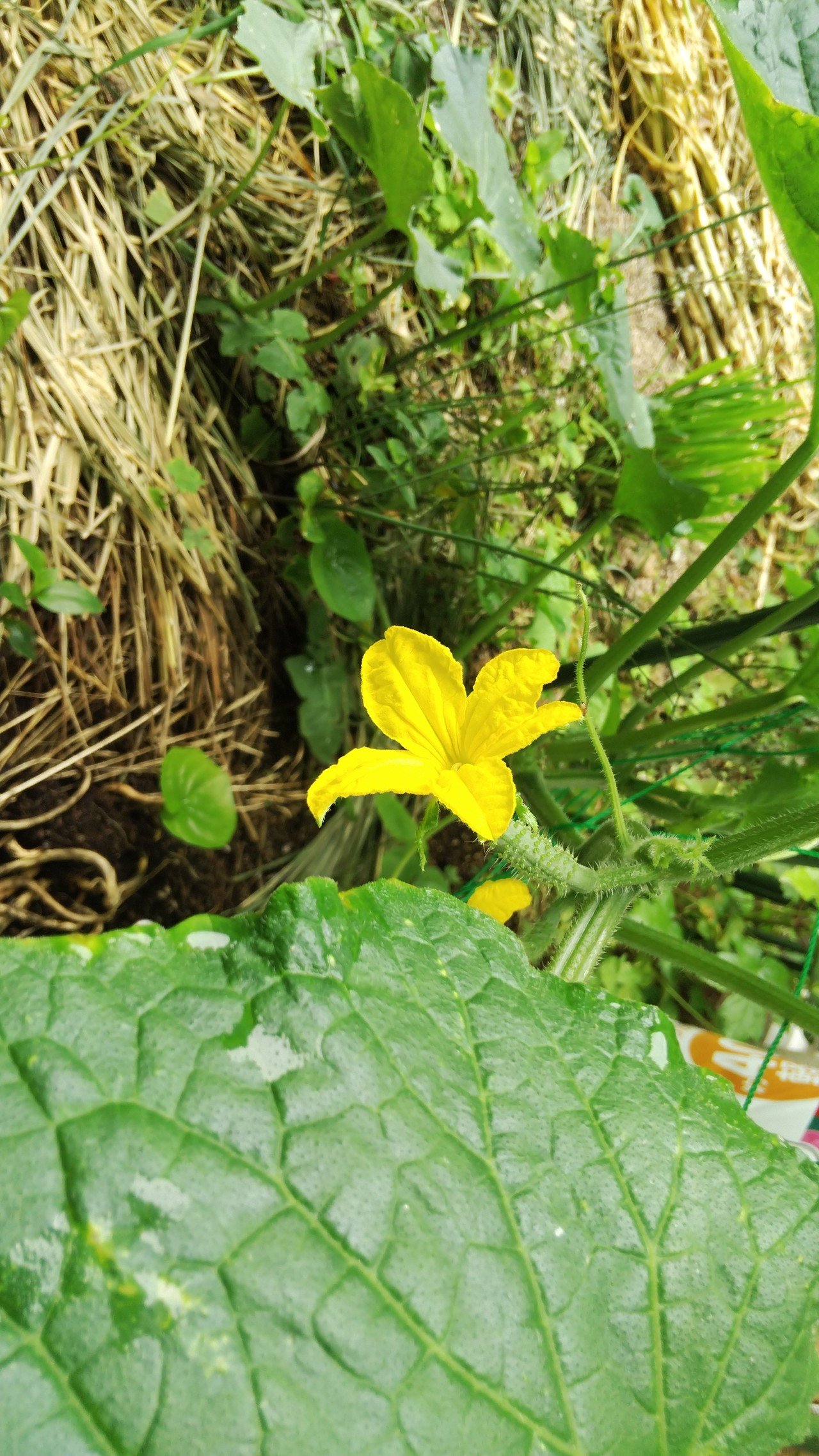 0526 キュウリの一番花 草野京楽 Note