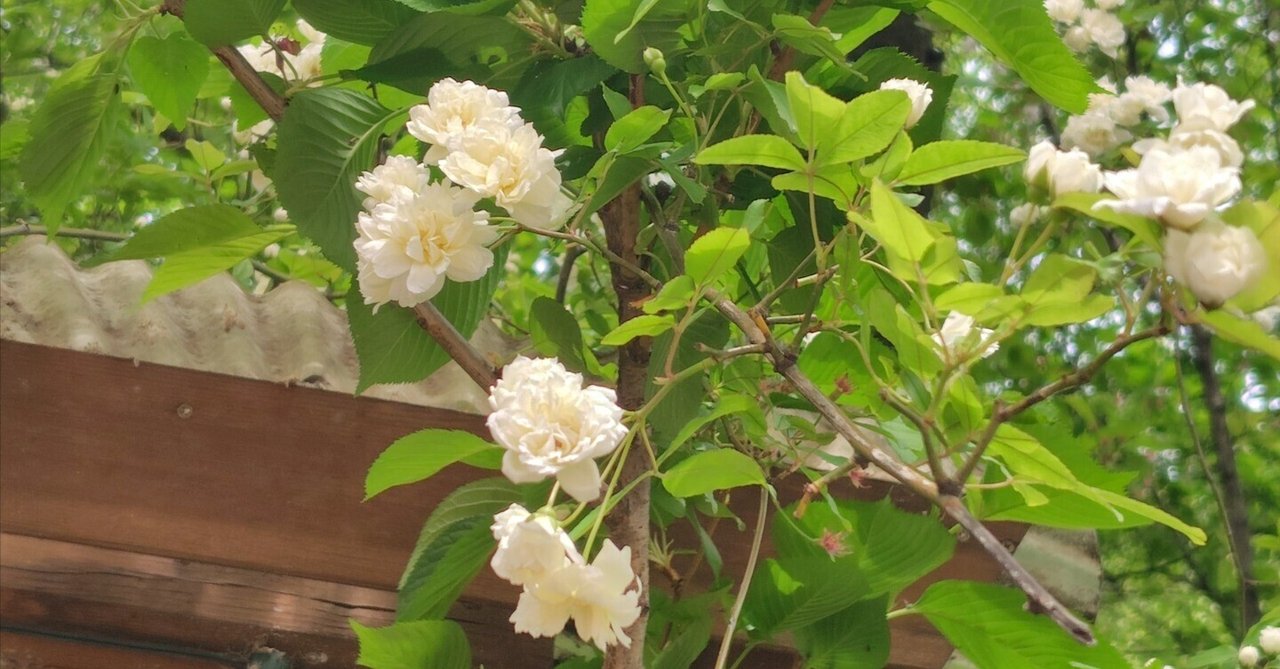 モッコウバラ(木香薔薇)*｜Luku