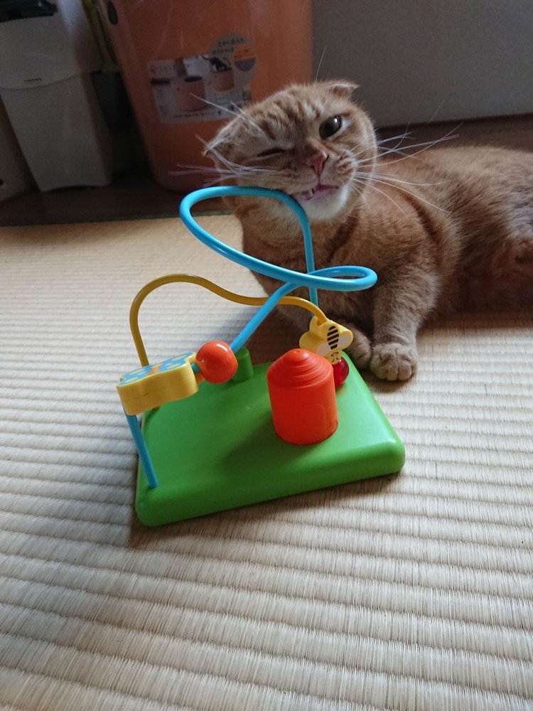 子供のおもちゃを猫さまお先に遊んでみます❗