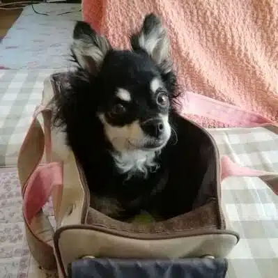 kuromame ameri