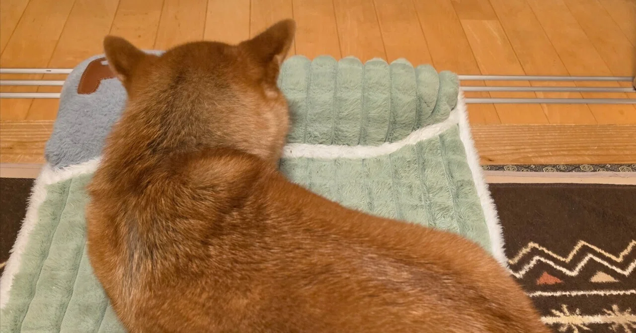 柴子、超大型犬にガブッとされた日|きっこ