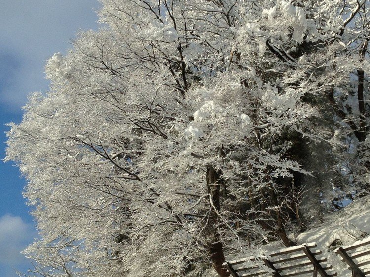 冬で葉のない樹木に細かい雪が付着して白く小さな花がびっしりついているようです
