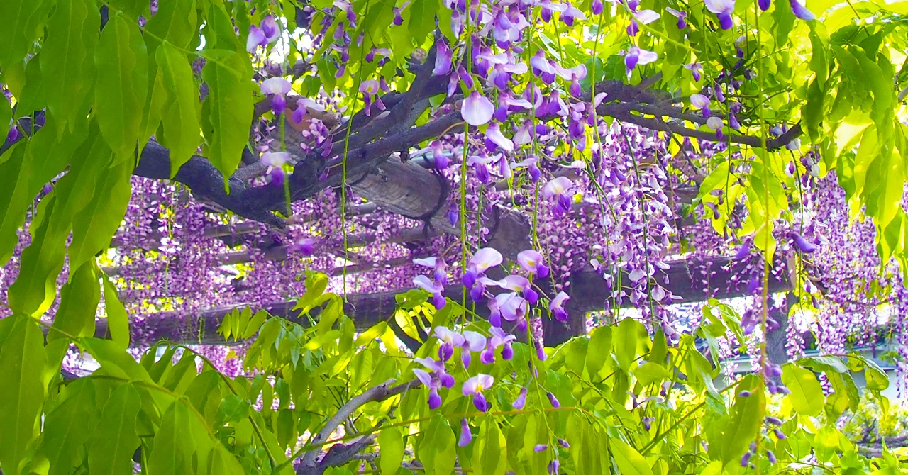 5 月 季節