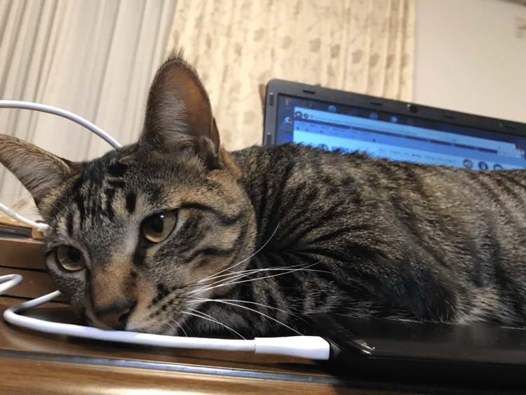 ねっこ

パソコンの上から離れない

そんなに居心地いいんやろうか

 #ねこ #猫 #ネコ #cat #毎日note
