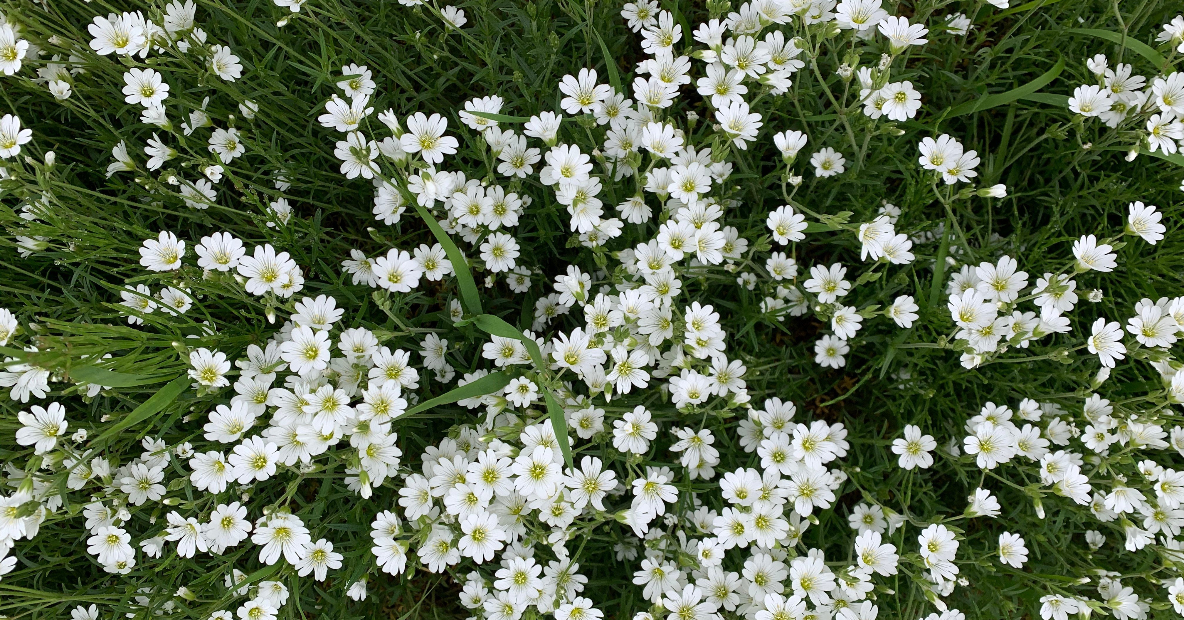 ほぼ1か月の勉強で社会福祉士に合格した話1 いっしー Note