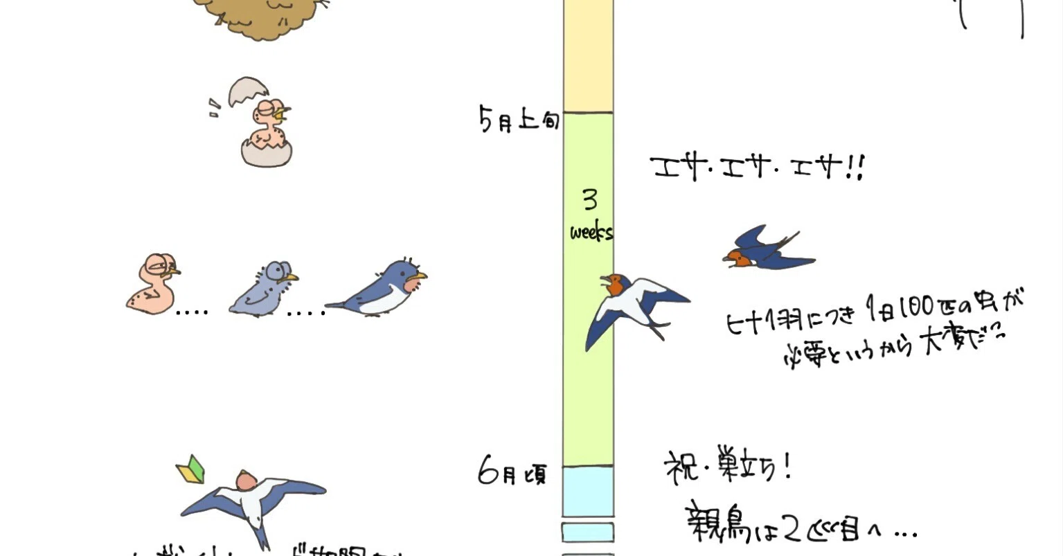 ツバメの予定表｜くますけ｜自然ガイド・クリエイター