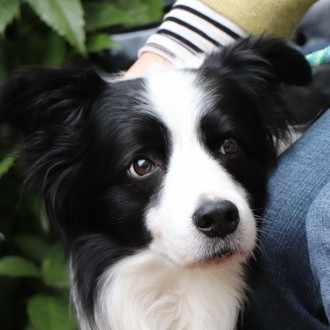 犬を連れてオーストラリアに引っ越す方法 一戸 恵梨子 Note
