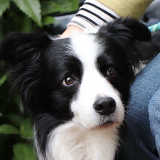 犬を連れてオーストラリアに引っ越す方法 一戸 恵梨子 Note