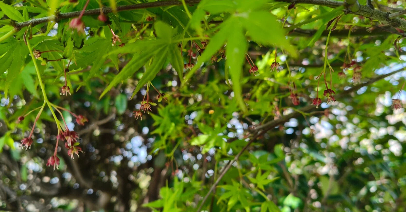 年を取ってからの盆栽も楽しい。ケヤキやモミジの花が咲いています