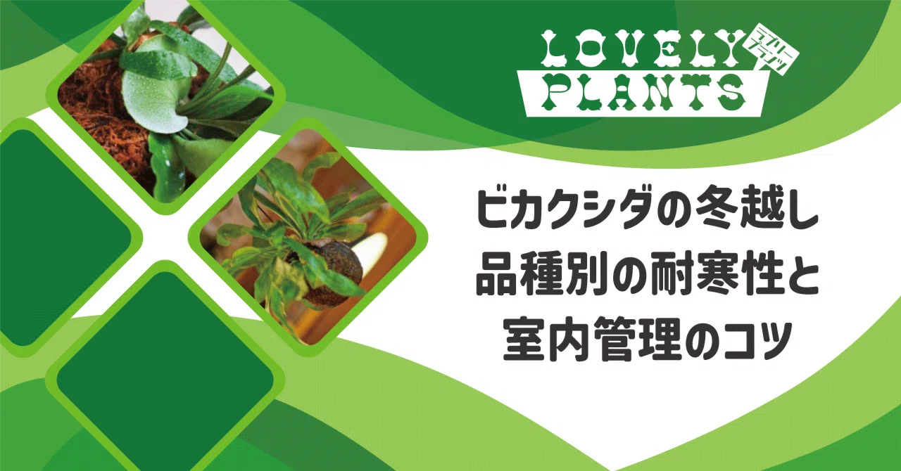 ritv☆ビカクシダ☆特別出品株 園芸ネット本店｜ビカクシダ（コウモリラン）：人気レアウィリンキー