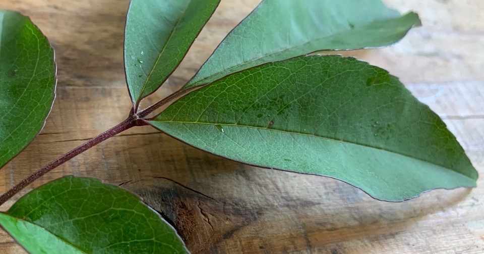 植物観察 Vol 160 アオダモの葉 Coup クゥ Note