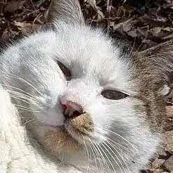 野生のポイ活民