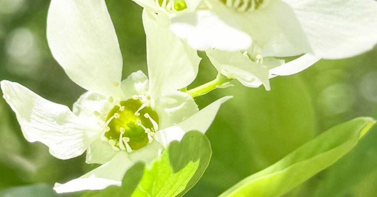 リキュウバイ』 新緑に映える純白花｜EGGSEED