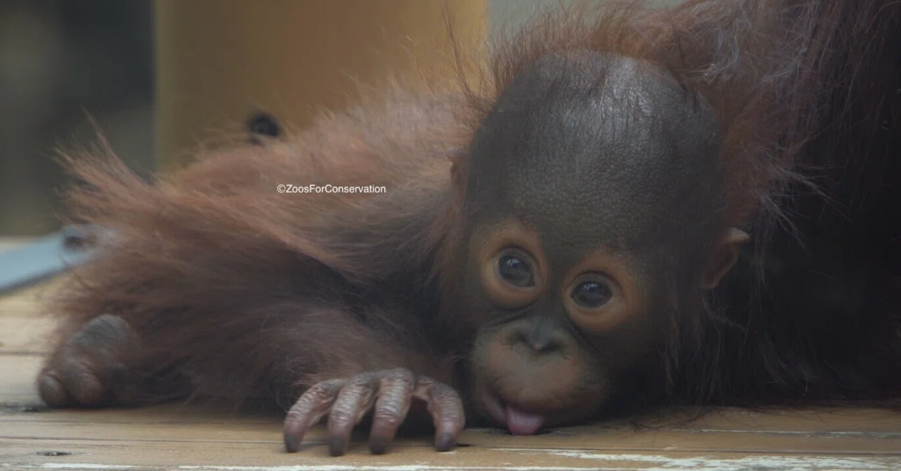 Tama Zoo 202604｜Zoos For Conservation