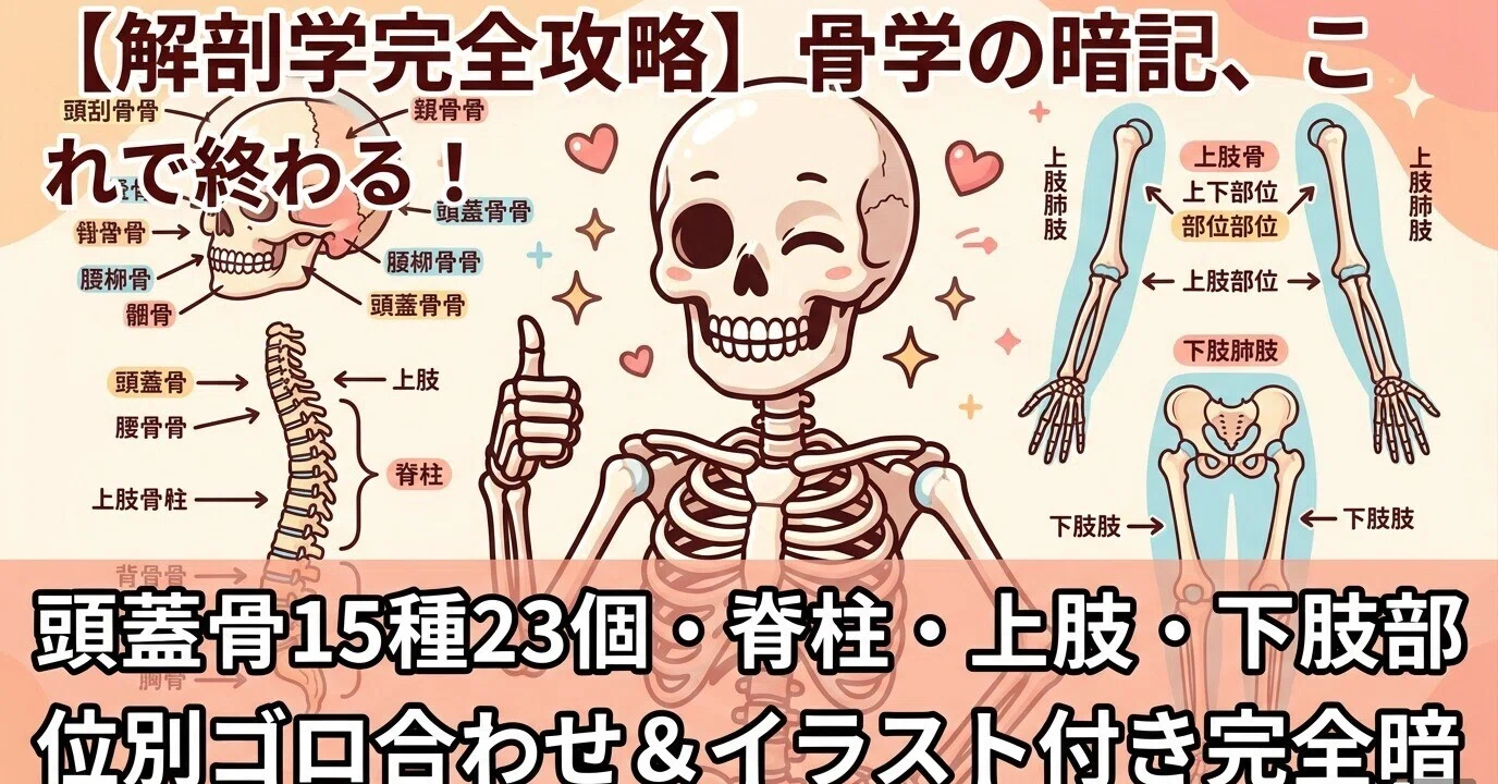 解剖学完全攻略】骨学の暗記、これで終わる！頭蓋骨15種23個・脊柱