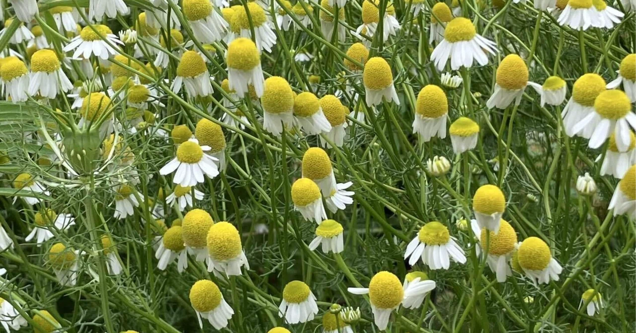 I mixed up German chamomile and Roman chamomile!!!!｜凪良 志記