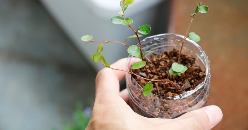 はじめてのベランダハーブ菜園 Vol 05 挿し木のこと Piepie Note