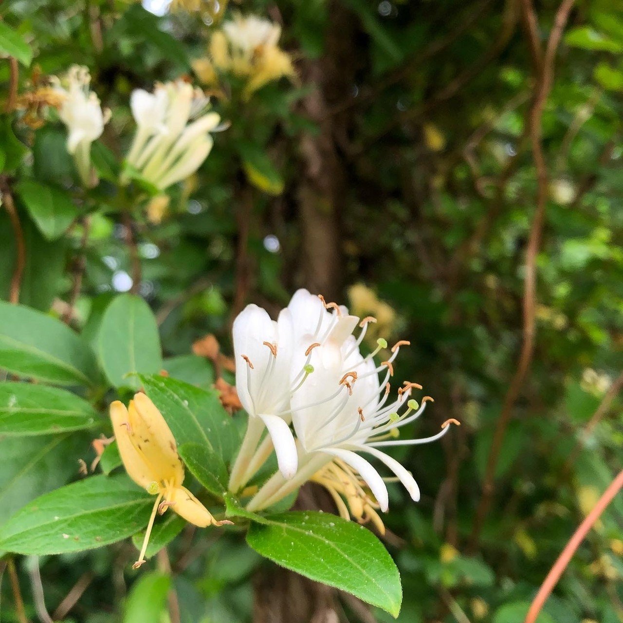 徳川家康の 必勝ドリンク レシピ Miki Usami Note 徳川家康の 必勝ドリンク レシピ Miki Usami Note