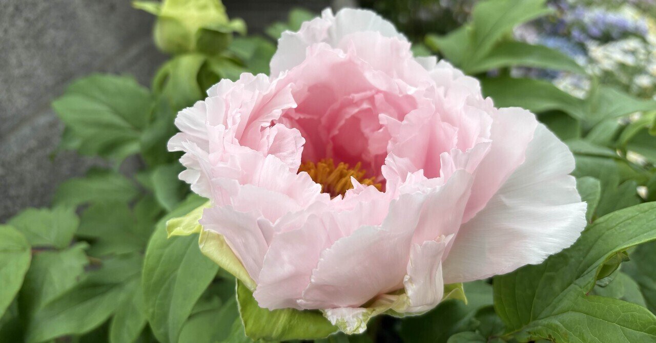 驚きの牡丹の開花速度😳‼️｜もっちょん