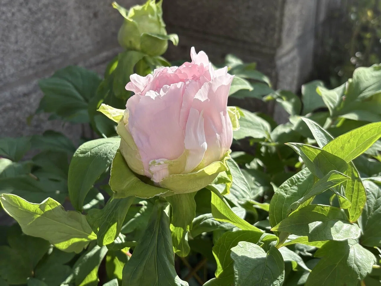 驚きの牡丹の開花速度😳‼️｜もっちょん