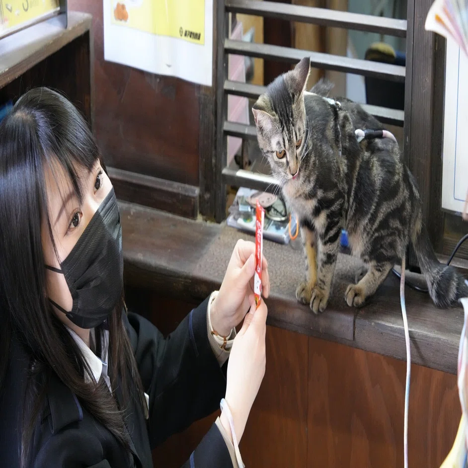 銚子電鉄 なかのさん（仮）に会いに行く。（猫の社員です。）｜sailin