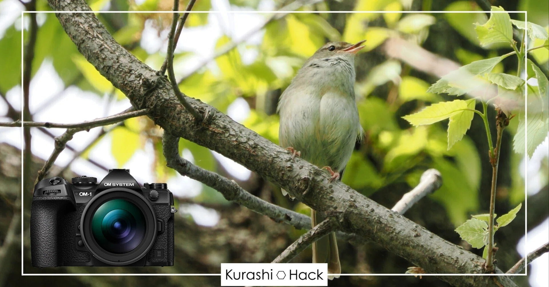 鳥たちが春の訪れを告げる【OM-1 Mark II + 100-400mm II 実写レビュー
