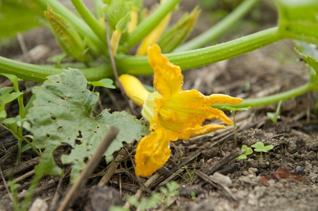 5 26菜園1ヶ月と5日目 ズッキーニの摘花と落花生の成長 なな Note