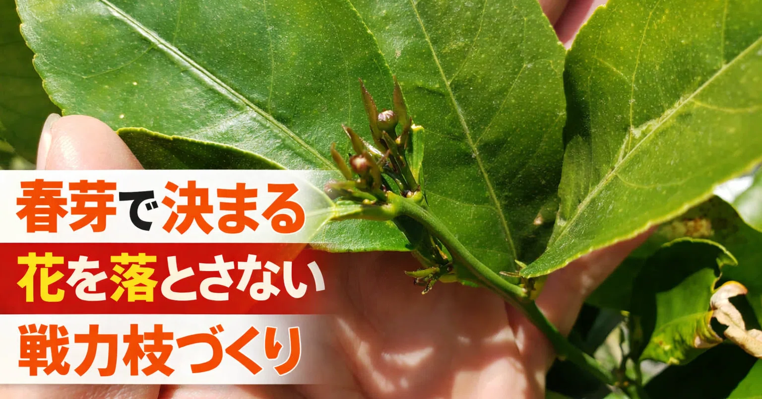 2026.4.14】おすすめの新梢（春芽）と花芽トピックス｜ふかや村