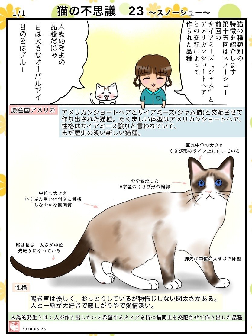 猫の不思議23 スノーシュー めこたん 漫画 イラスト Note