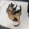 べにこ