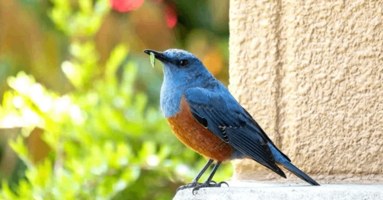 青い鳥 幸せの青い鳥・ルリサンジャク：イグアスの滝にて | 風景写真家・松井
