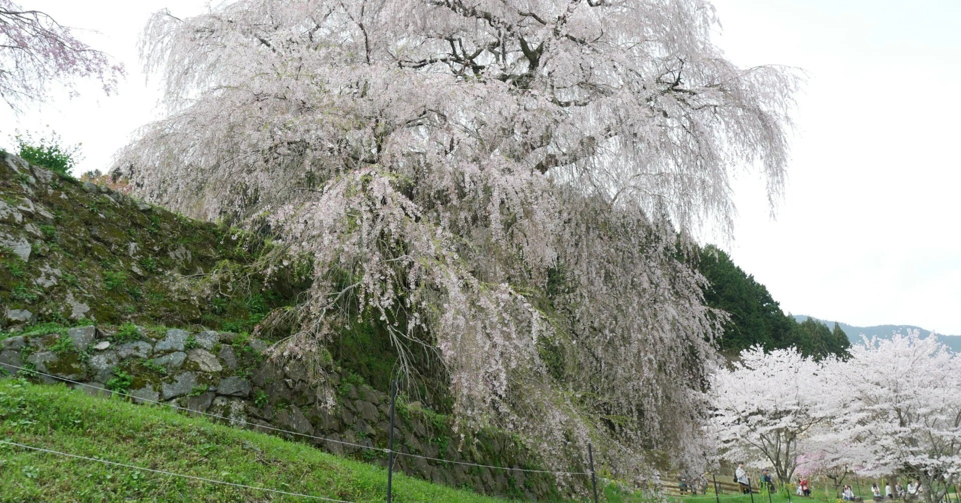 681 300年の時を見守る又兵衛桜へ──奈良・宇陀に咲く一本桜の風格 681 300年の時を見守る又兵衛桜へ──奈良・宇陀に咲く一本桜の風格