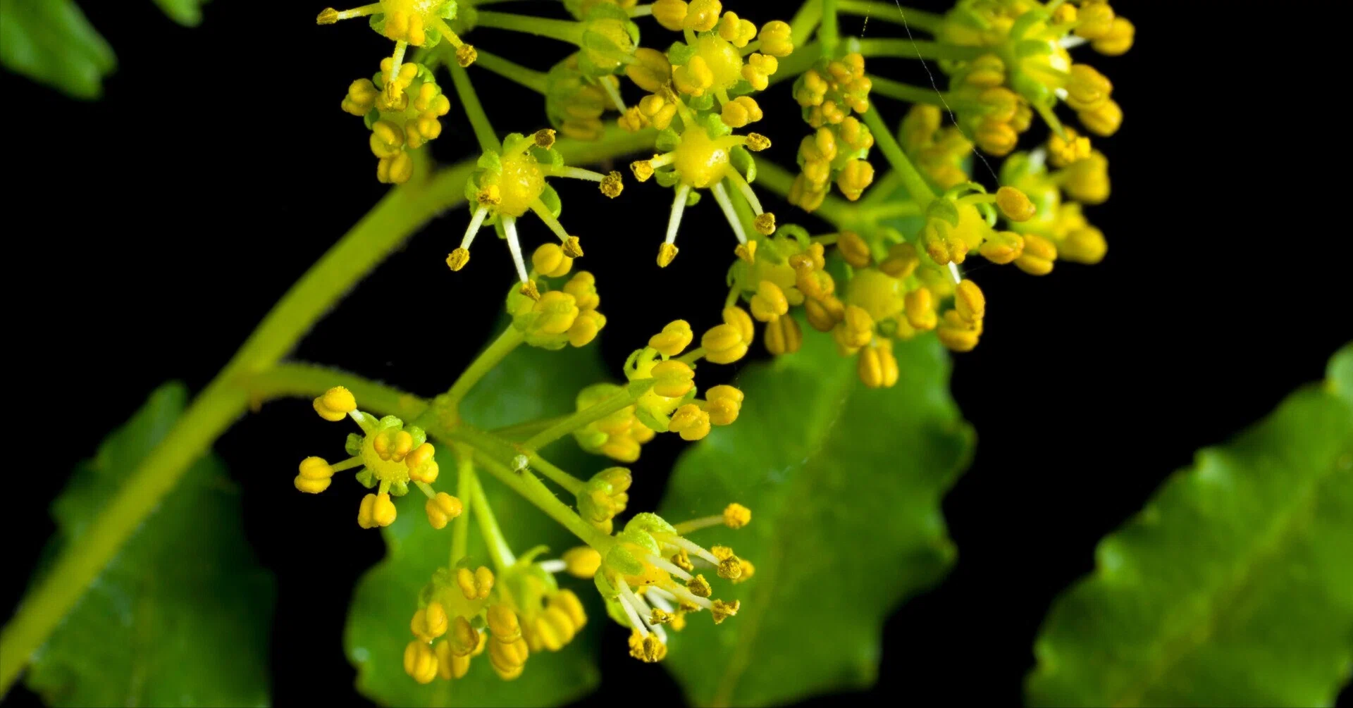 山椒の花｜ちいさな島