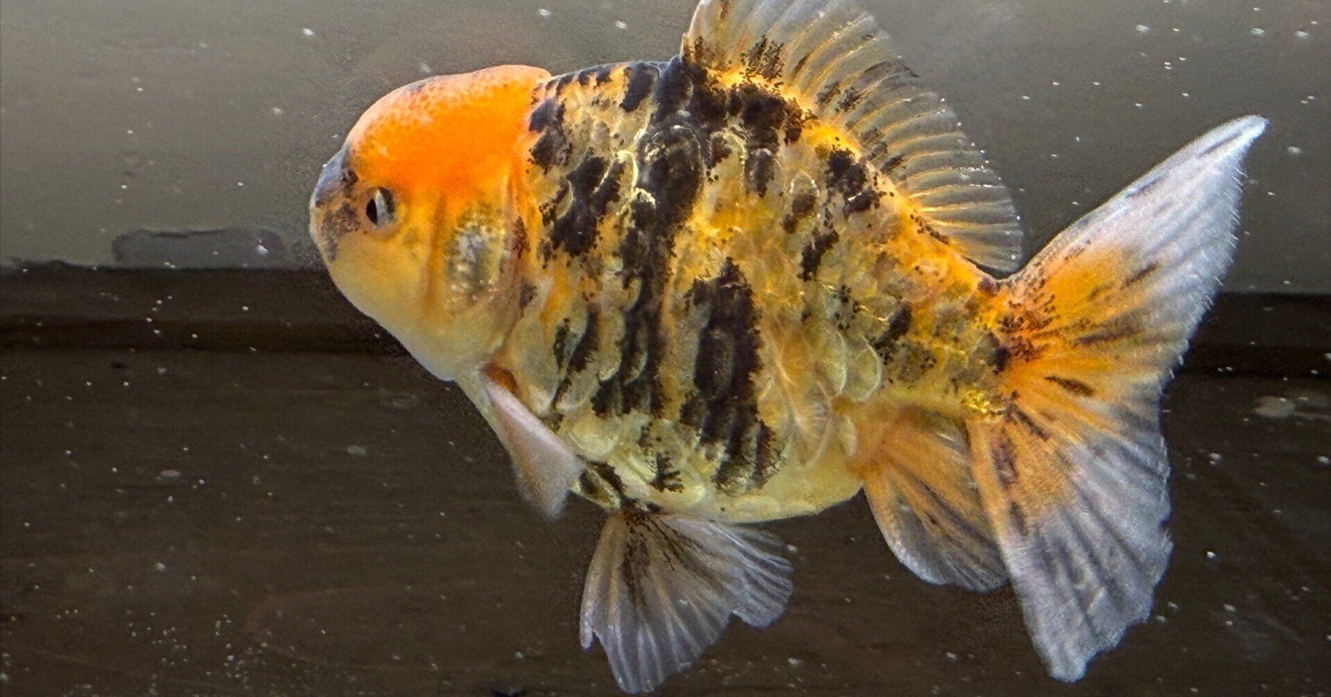 金魚　様 0413オンラインショップ販売金魚のご紹介｜SAMURAI FARM