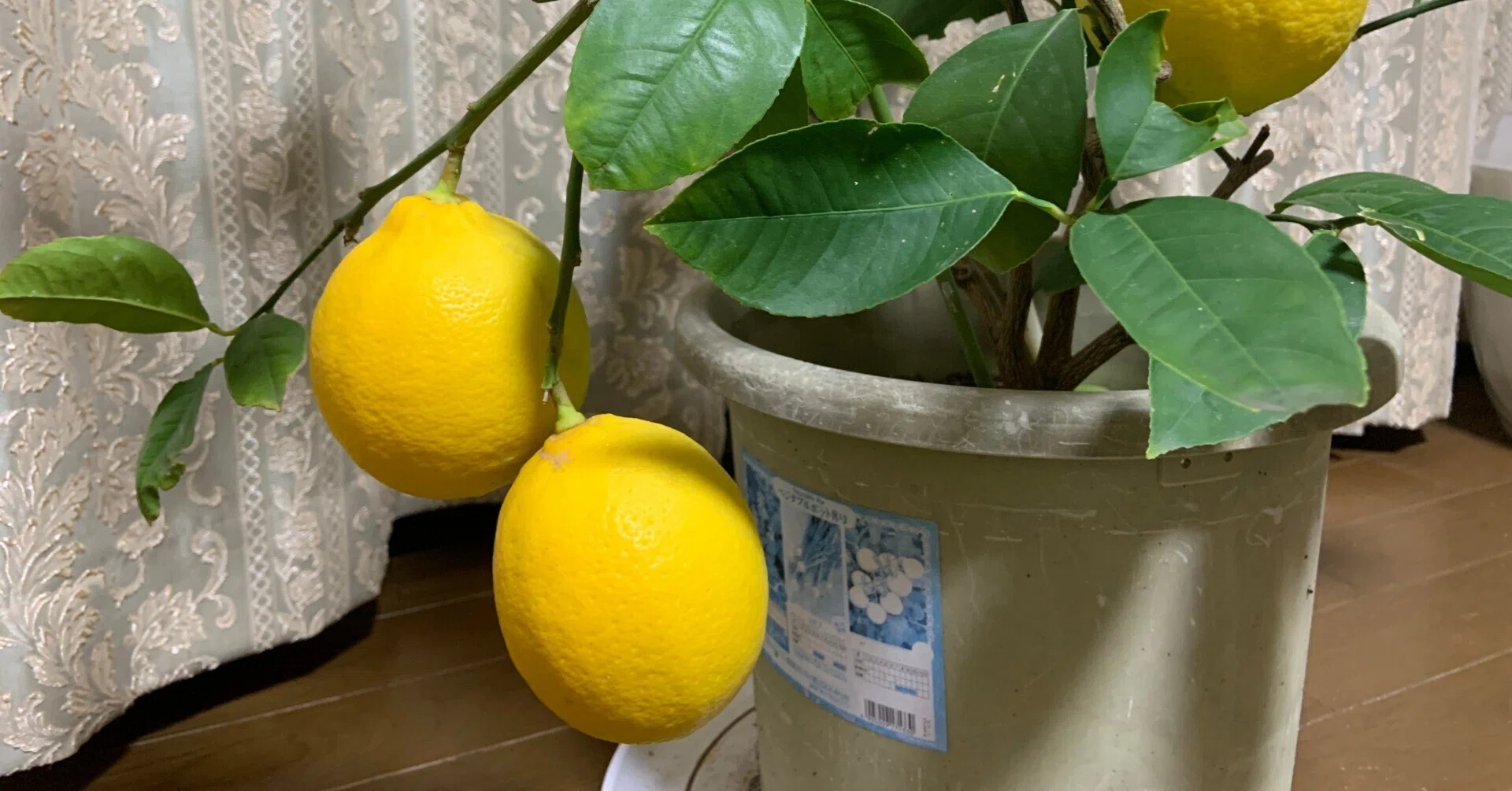 レモンを鉢植えで育てて楽しむ｜Yukitaka | 旅行と家庭菜園