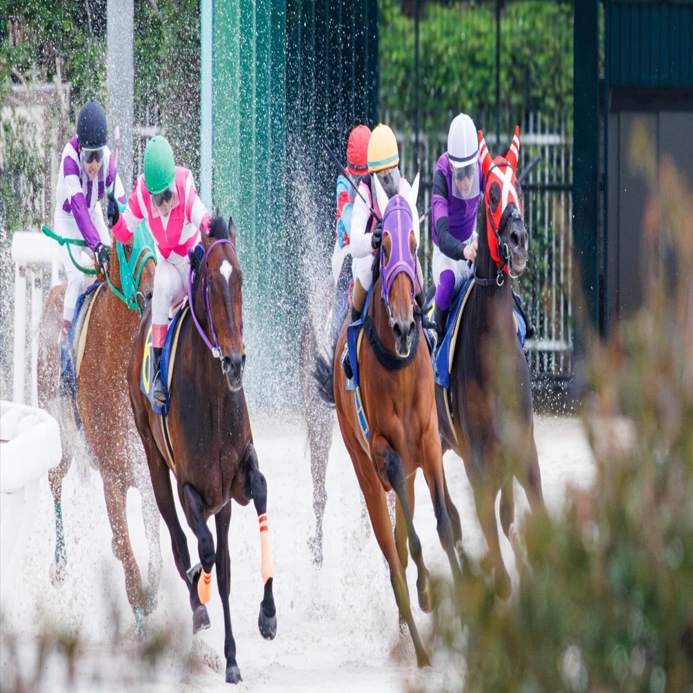 地方競馬　大井競馬のあゆみ 地方競馬 大井競馬のあゆみ 【公式通販】